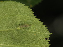 Blaesodiplosis venae