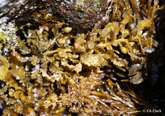 Sargassum aquifolium