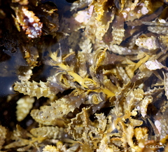 Sargassum aquifolium