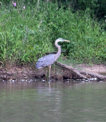 Ardea herodias