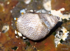 Littoraria pintado