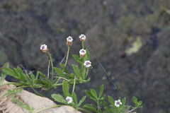 Phyla nodiflora