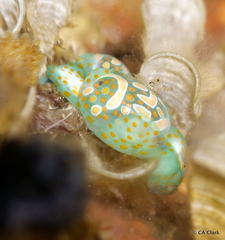 Lamprohaminoea cymbalum