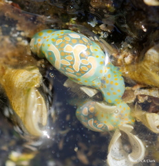 Lamprohaminoea cymbalum