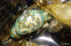 Lamprohaminoea cymbalum