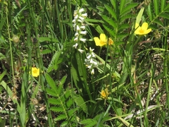 Spiranthes lucida