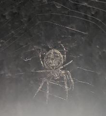 Larinioides sclopetarius