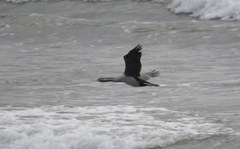 Phalacrocorax punctatus oliveri