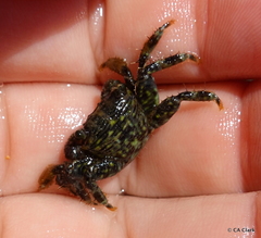 Pachygrapsus plicatus