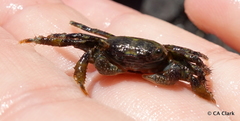 Pachygrapsus plicatus