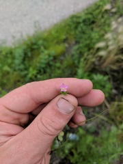 Centaurium pulchellum