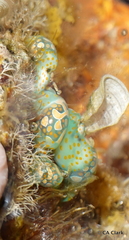 Lamprohaminoea cymbalum