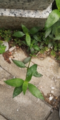 Dicliptera chinensis