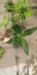 Dicliptera chinensis