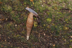 Megalophaedusa bilabrata