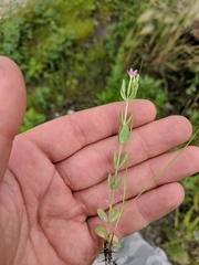 Centaurium pulchellum