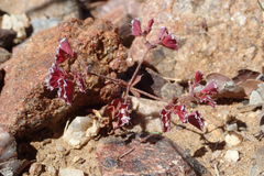 Sidotheca emarginata