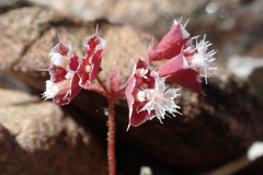 Sidotheca emarginata