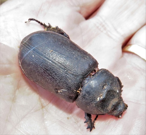 African Rhinoceros Beetle