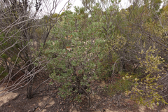 Banksia ornata