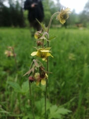 Geum × meinshausenii