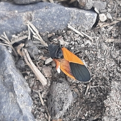 Melanopleurus bicolor