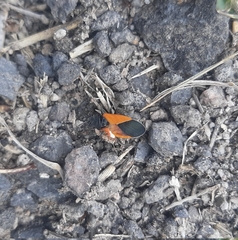 Melanopleurus bicolor