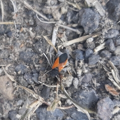 Melanopleurus bicolor