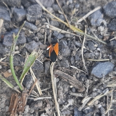 Melanopleurus bicolor