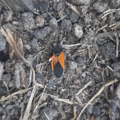 Melanopleurus bicolor