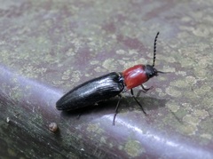 Ludioschema obscuripes