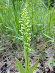 Platanthera flava herbiola