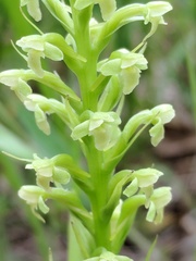 Platanthera flava herbiola