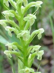 Platanthera flava herbiola