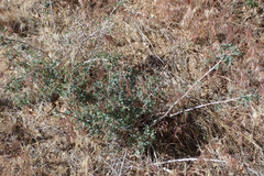 Symphoricarpos rotundifolius parishii