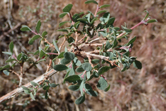 Symphoricarpos rotundifolius parishii