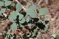 Symphoricarpos rotundifolius parishii