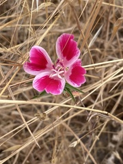 Clarkia speciosa