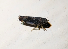Scaphoideus opalinus