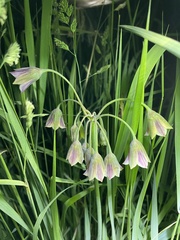 Allium siculum