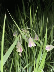 Allium siculum