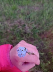 Myosotis krylovii