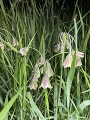 Allium siculum