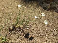 Calystegia longipes