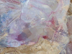 Pseudorhiza haeckeli