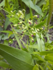 Dichanthelium leibergii