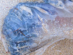 Pseudorhiza haeckeli