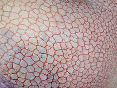 Pseudorhiza haeckeli