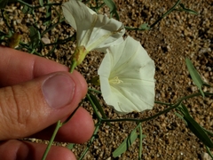 Calystegia longipes