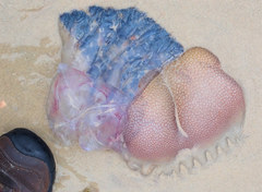 Pseudorhiza haeckeli